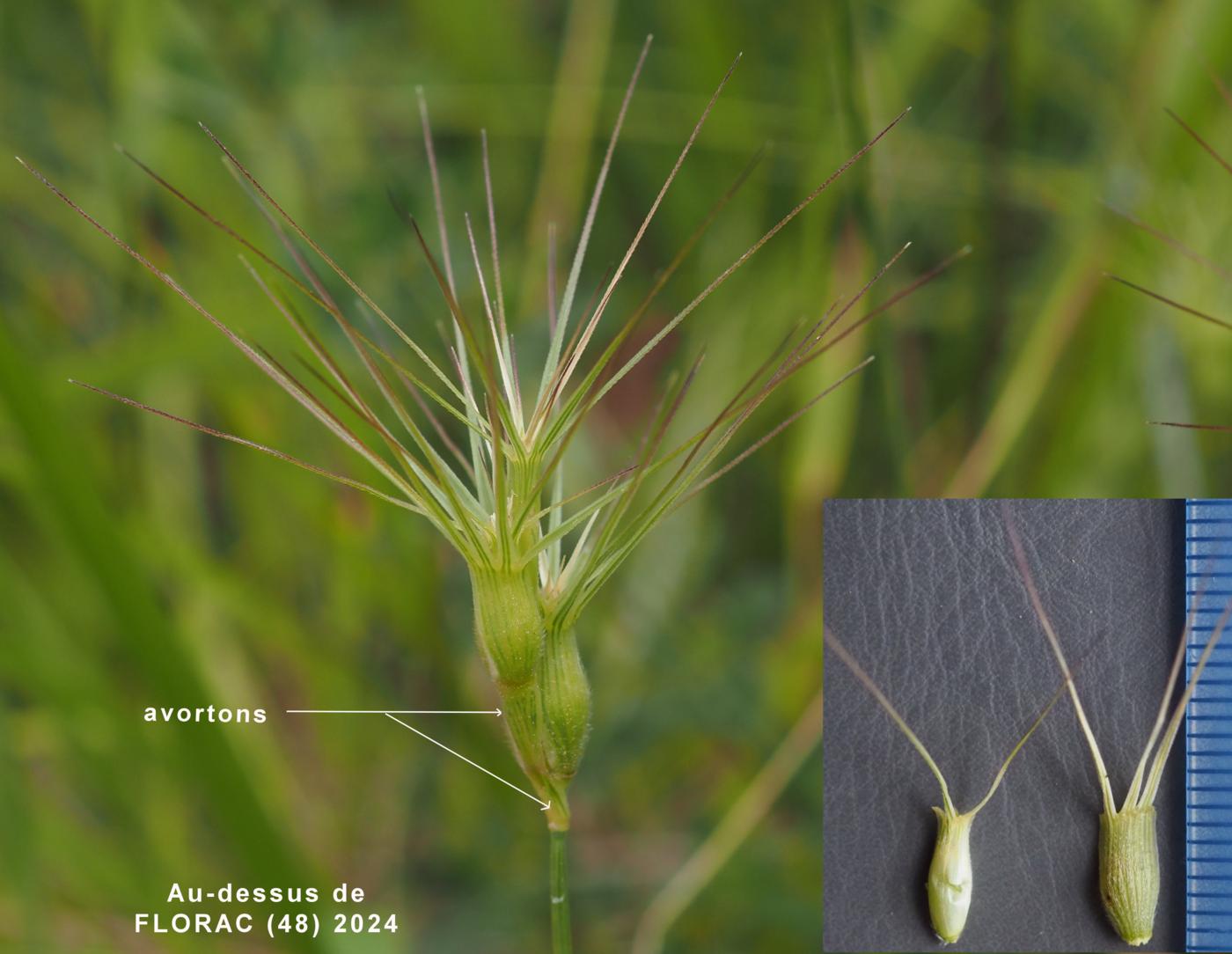 Goatgrass, Ovate flower